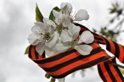 Яблоневая аллея в честь 72 годовщины Великой Победы